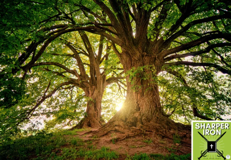 Sharper Iron - The Reign of Heaven Stands Near -- Matthew 1:2-17: Branches of the Family Tree