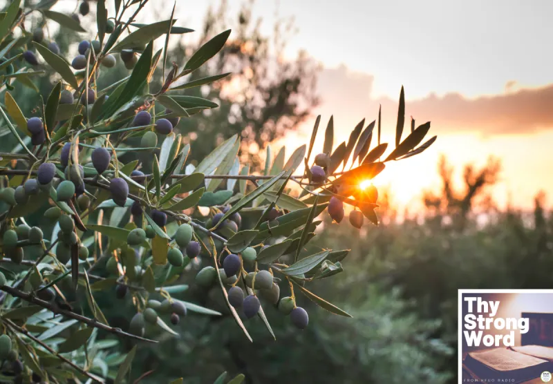 Thy Strong Word - Romans 11:1--36: Grafted In: The Olive Tree and the Mystery of Israel