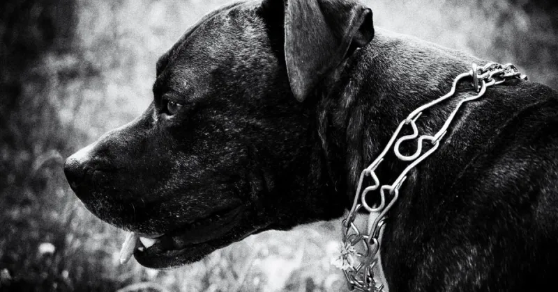 Opinion: St. Louis should put public safety ahead of pit bull rights