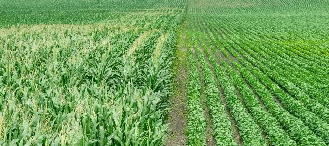 Federal Judge Returns Proposed Roundup Settlement to Missouri State Court