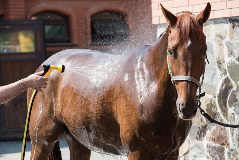 Managing Horses in Hot Climates