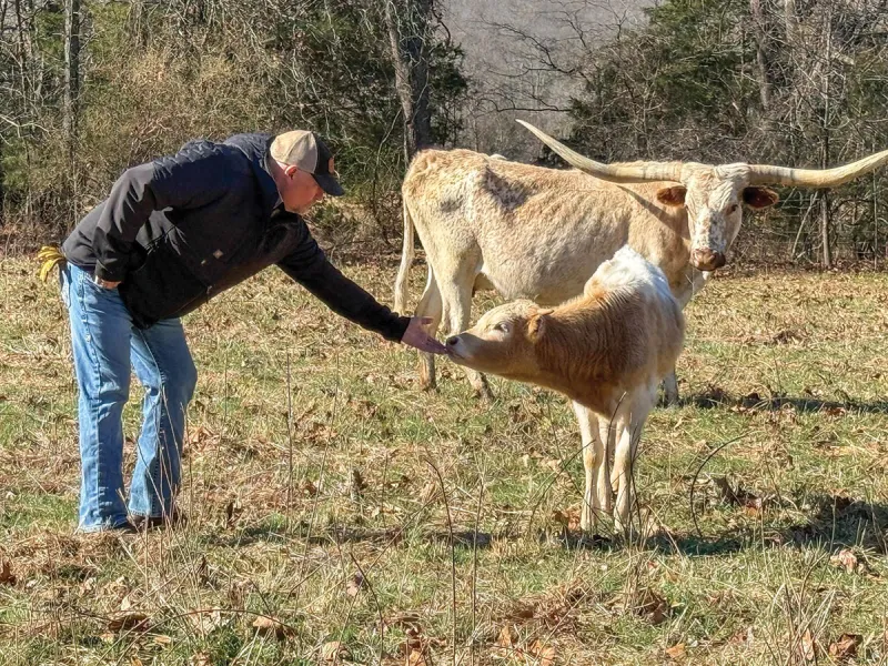 Painter Livestock Co Texas Longhorns