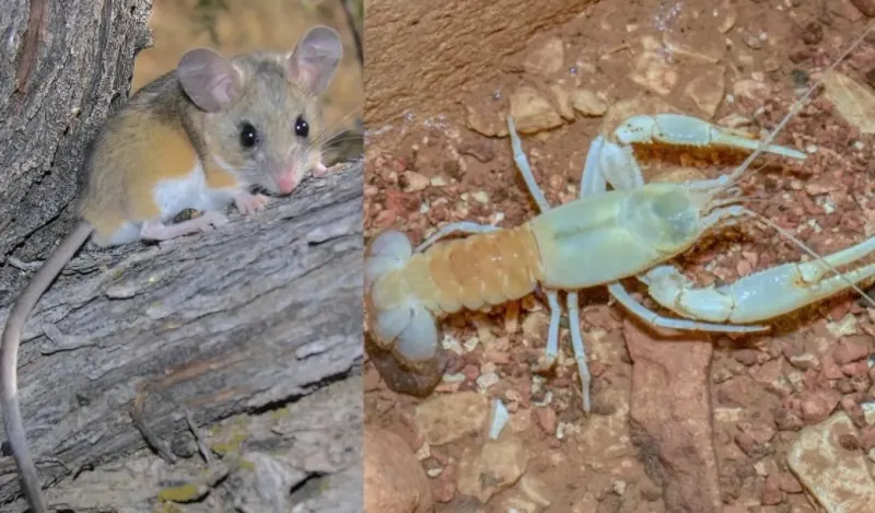 What mice and crayfish can teach us about evolution