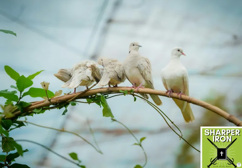 Sharper Iron - The Reign of Heaven Stands Near -- Matthew 10:16-31: Wise Serpents and Innocent Doves