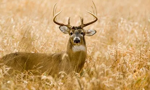 Applications open for veterans deer hunts at Missouri state parks