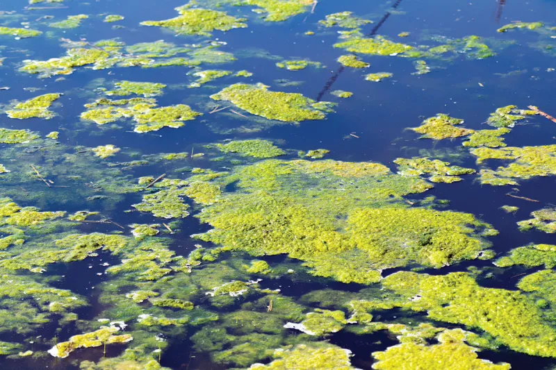 As Summer Blooms, Be on the Lookout for Algae to Follow Suit