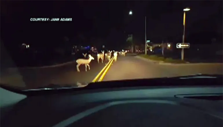 Highway 156 deer crash injures Florida man near Newark
