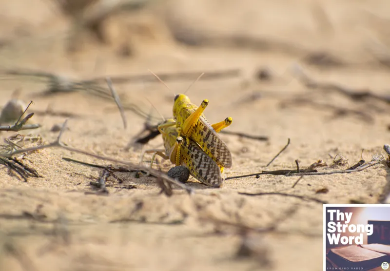 Thy Strong Word - Joel 1:1-20: When the Locusts Come: Repentance in the Day of Devastation
