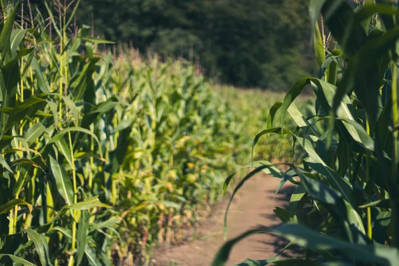 Illinois Corn Maze Is Celebrating America in a Big Way