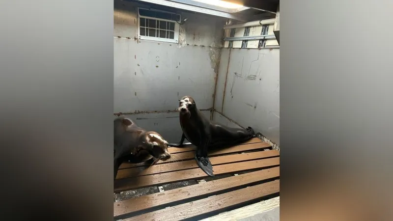 Sea lion show canceled at State Fair after crash on I-70 in Boone County