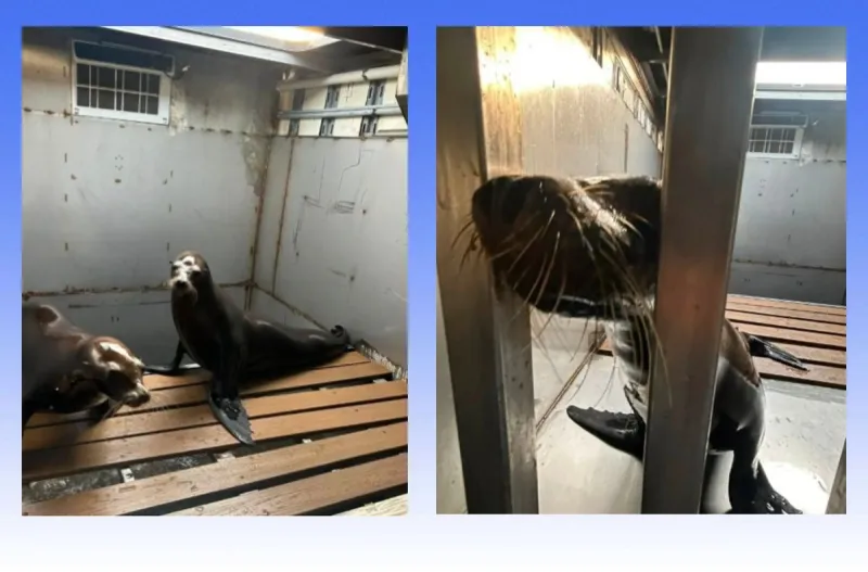 Early morning I-70 Crash Forces Cancellation of State Fair Sea Li
