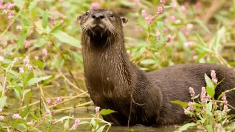 Missouri conservationists reintroduce river otters, restoring them statewide after decline