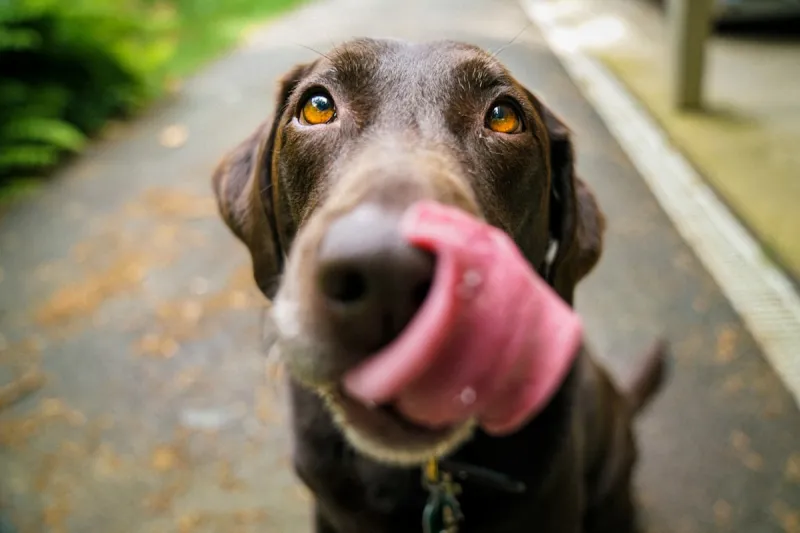 These Are the Dog Names Missouri Pet Owners Love