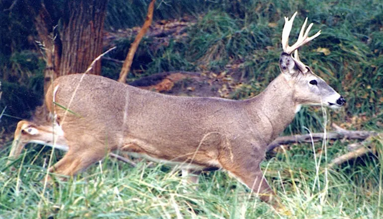 Missouri updates deer hunting regulations for upcoming season
