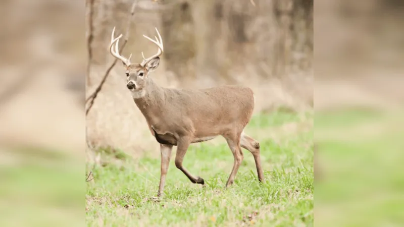 Department of Conservation reminds hunters of changes before fall deer season