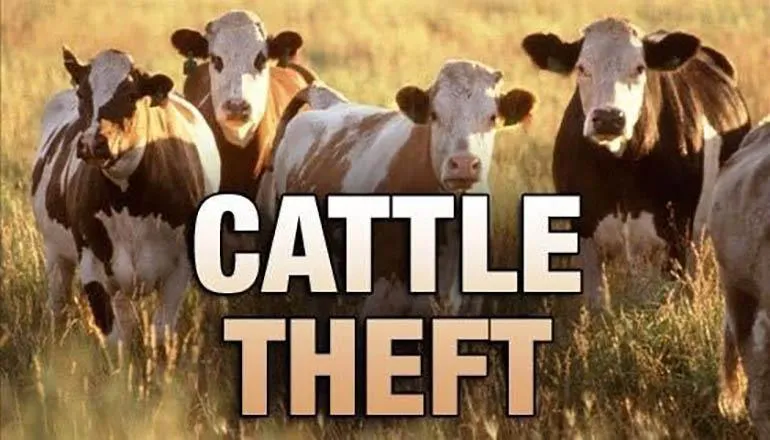 Rolla man receives 15-year sentence in cattle theft case
