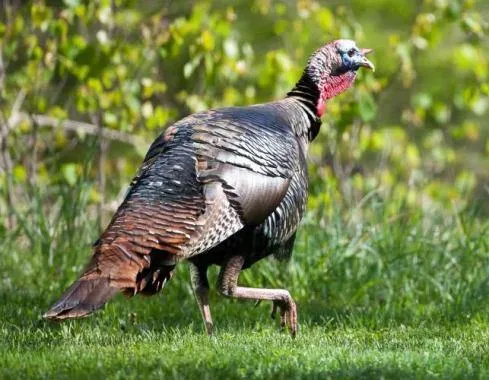 Kansas Wildlife and Parks Commission to meet Aug. 27 in Pittsburg