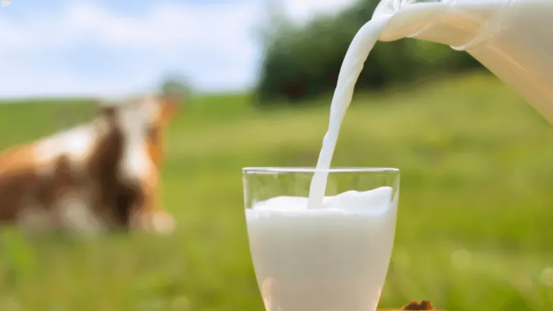 MU Health Care physician explains risks with rising raw-milk trend