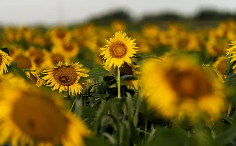 Sunflowers Blooming in Southeast Columbia
