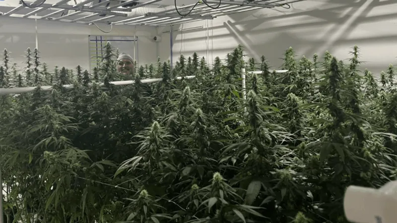 Missouri prepares for final marijuana microbusiness lottery under tougher rules