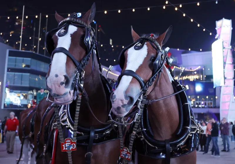The Famous Clydesdales Are Coming to Hannibal