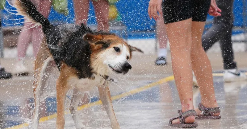 Dog days are over: Dogs close out season for Ashland pool