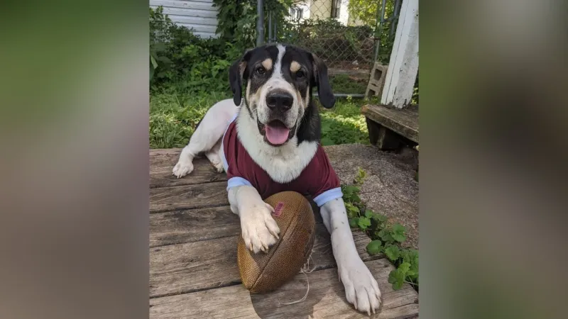 It's National Dog Day!