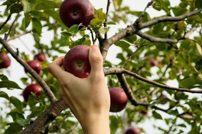 Missouri Has Some Amazing Apple Orchards to Visit This Fall