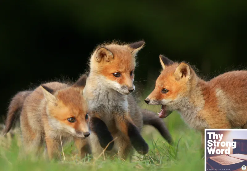 Thy Strong Word - Song of Solomon 2: Catch the Little Foxes