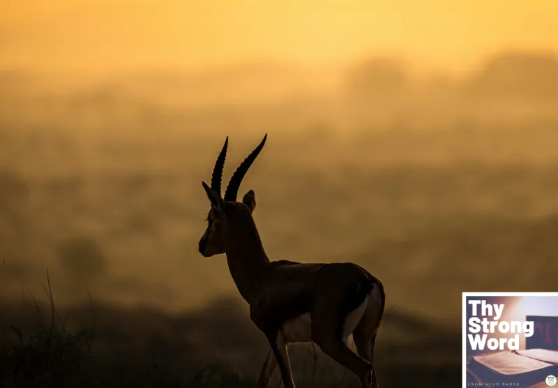 Thy Strong Word - Song of Solomon 3:1-11: By the Gazelles and the Does