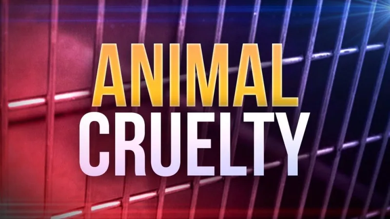 Misdemeanor charge filed after Golden City man kicked cat to death