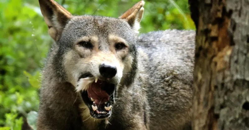 Q&A: Endangered Wolf Center fights to help wolf populations and perceptions