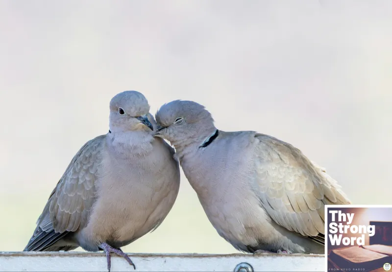 Thy Strong Word - Song of Solomon 4:1-16: Eyes Like Doves and Breasts Like Fawns