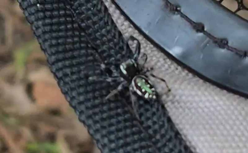 Video Reveals Emerald Jumping Spider in Northern Missouri