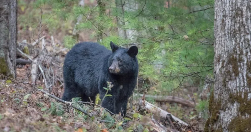 Missouri black bears likely heading back to their old Mississippi River basin territory