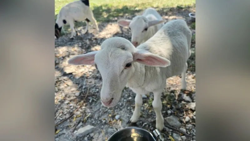 Central Missouri Humane Society seeks homes for 69 farm animals