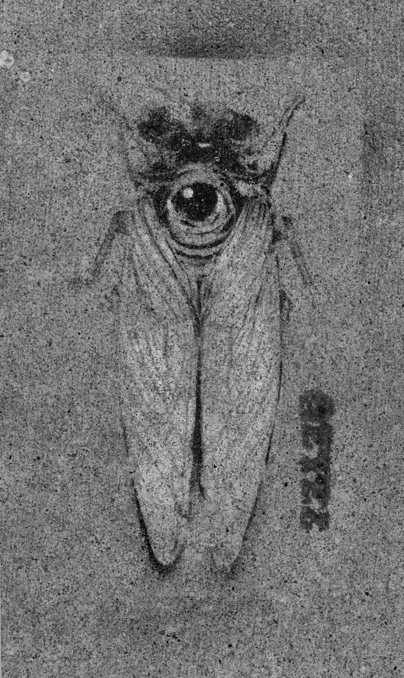 A New View: NVAD Cicada