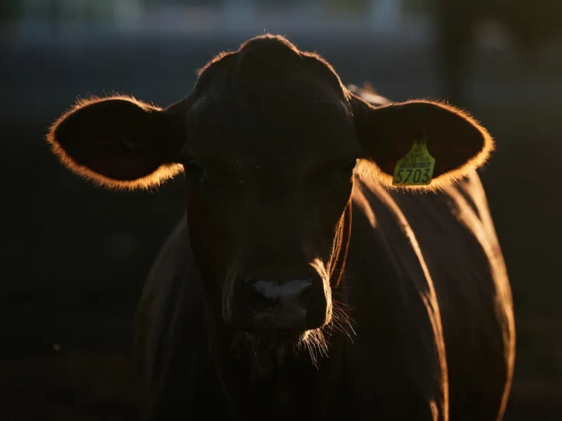 Senators push action as U.S. cattle herd hits 75-year low