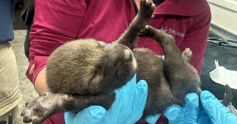 World's most endangered wolf gets push from St. Louis