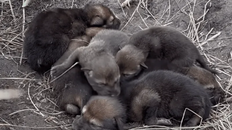St. Louis Zoo American red wolf pups successfully fostered into wild wolf pack