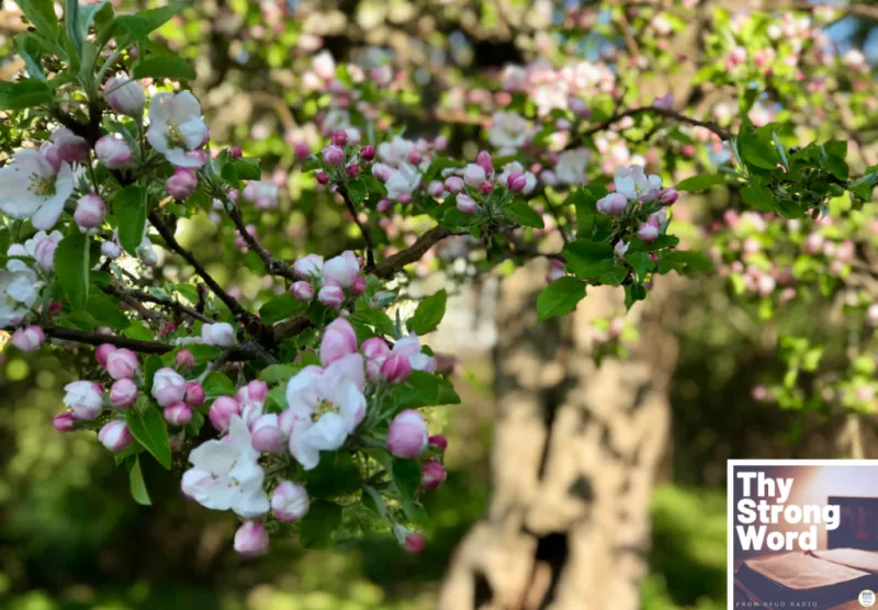Thy Strong Word - Song of Solomon 8:1-14: Under the Apple Tree
