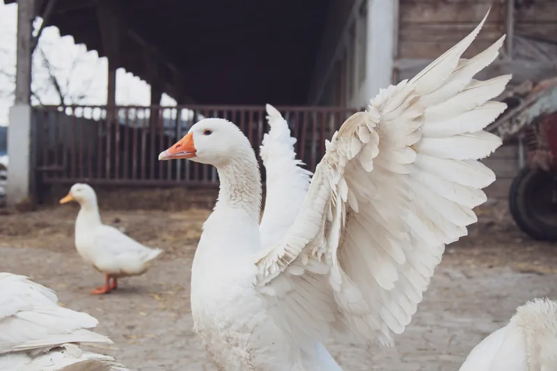 Nasal spray vaccine protects against bird flu in mice