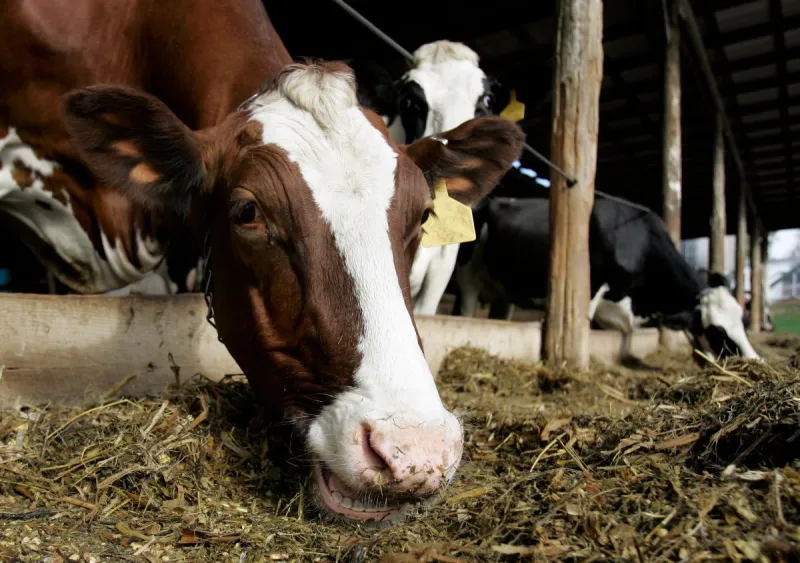 Local stockyard owner says Trump beef policy "won't solve anything"