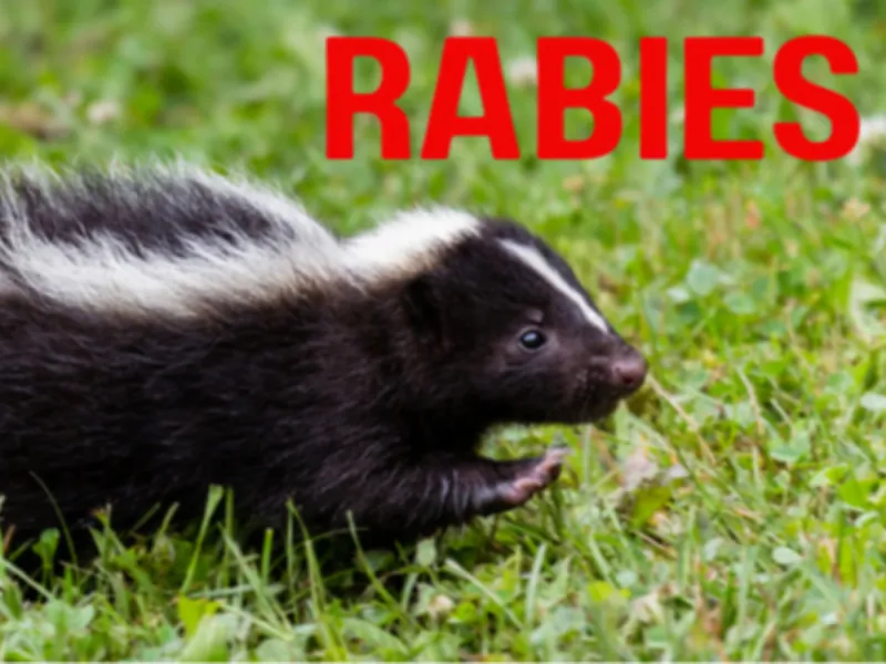Joplin Health Department Identifies Rabies in Skunk