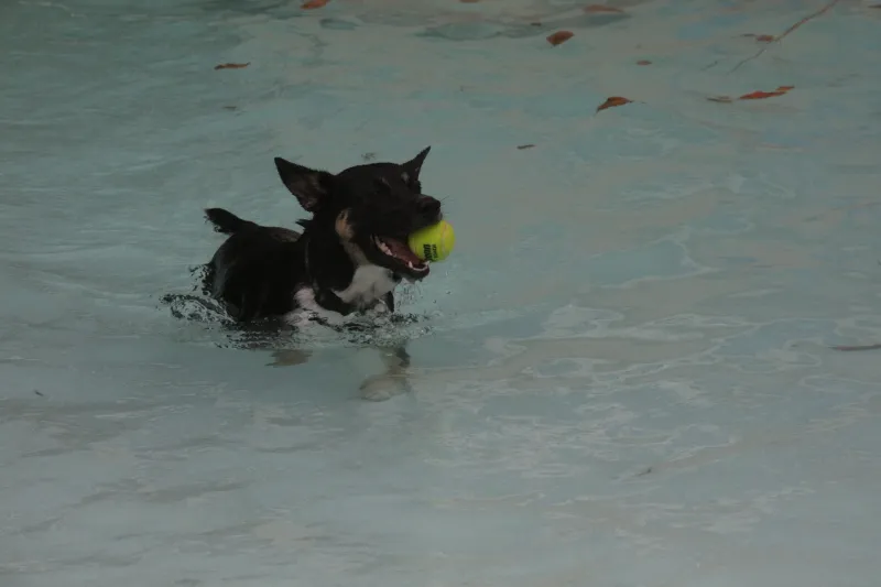 Pool opens to local dogs in celebration of summer's end
