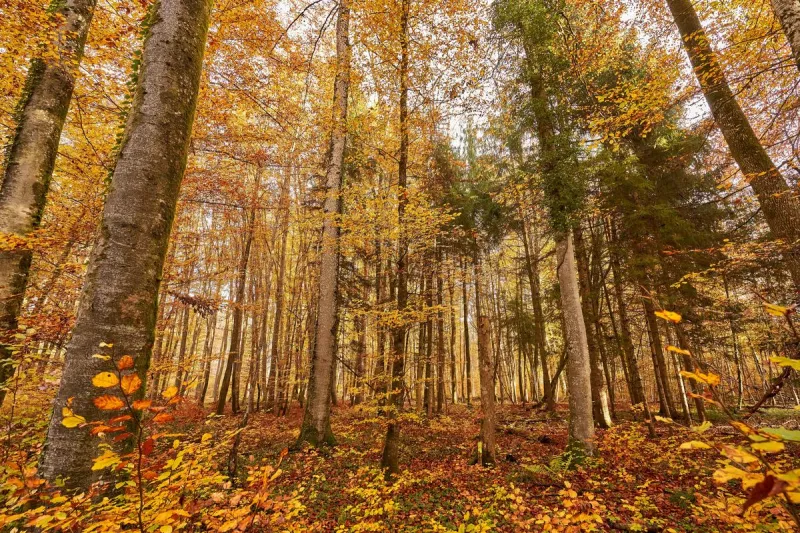 Where to Find Missouri's Best Fall Colors