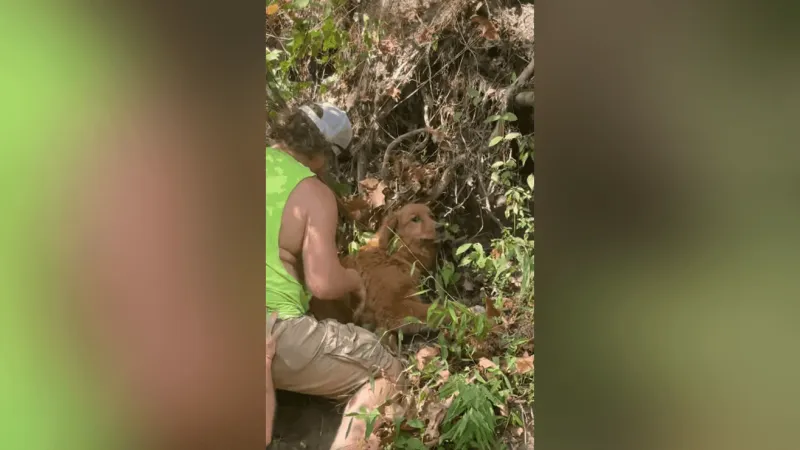 Firefighters rescue injured dog stranded on bluff in Phelps County