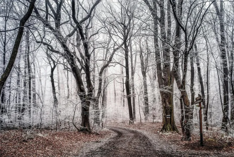Missouri's First Frost Is Fast Approaching, Here's When