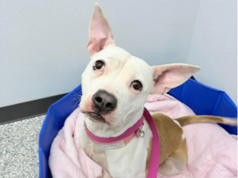 Take an adoptable NWA dog out for an adventure this Saturday