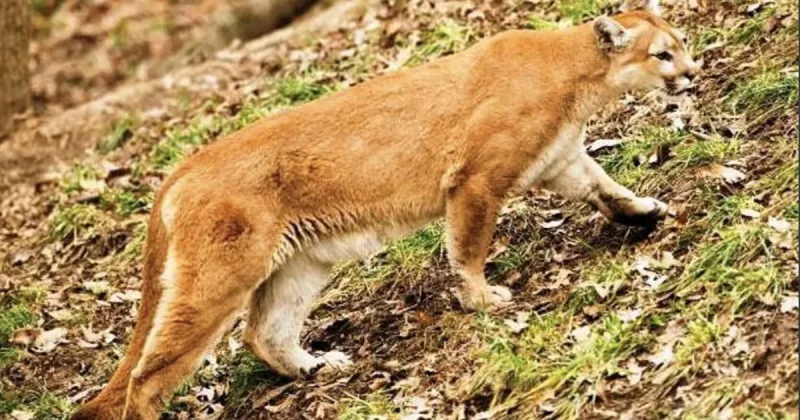 Southern Illinois mountain lion sighting follows several in Missouri